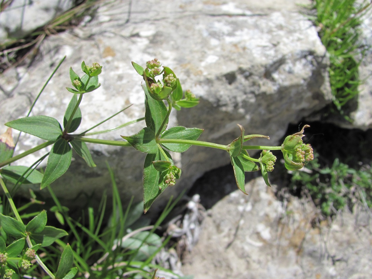 Image of Galium valantioides specimen.