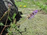 Astragalus brachytropis. Верхушка веточки с соцветием. Кабардино-Балкария, Эльбрусский р-н, долина р. Каяртысу, ок. 2500 м н.у.м., замшелое место. 02.07.2019.