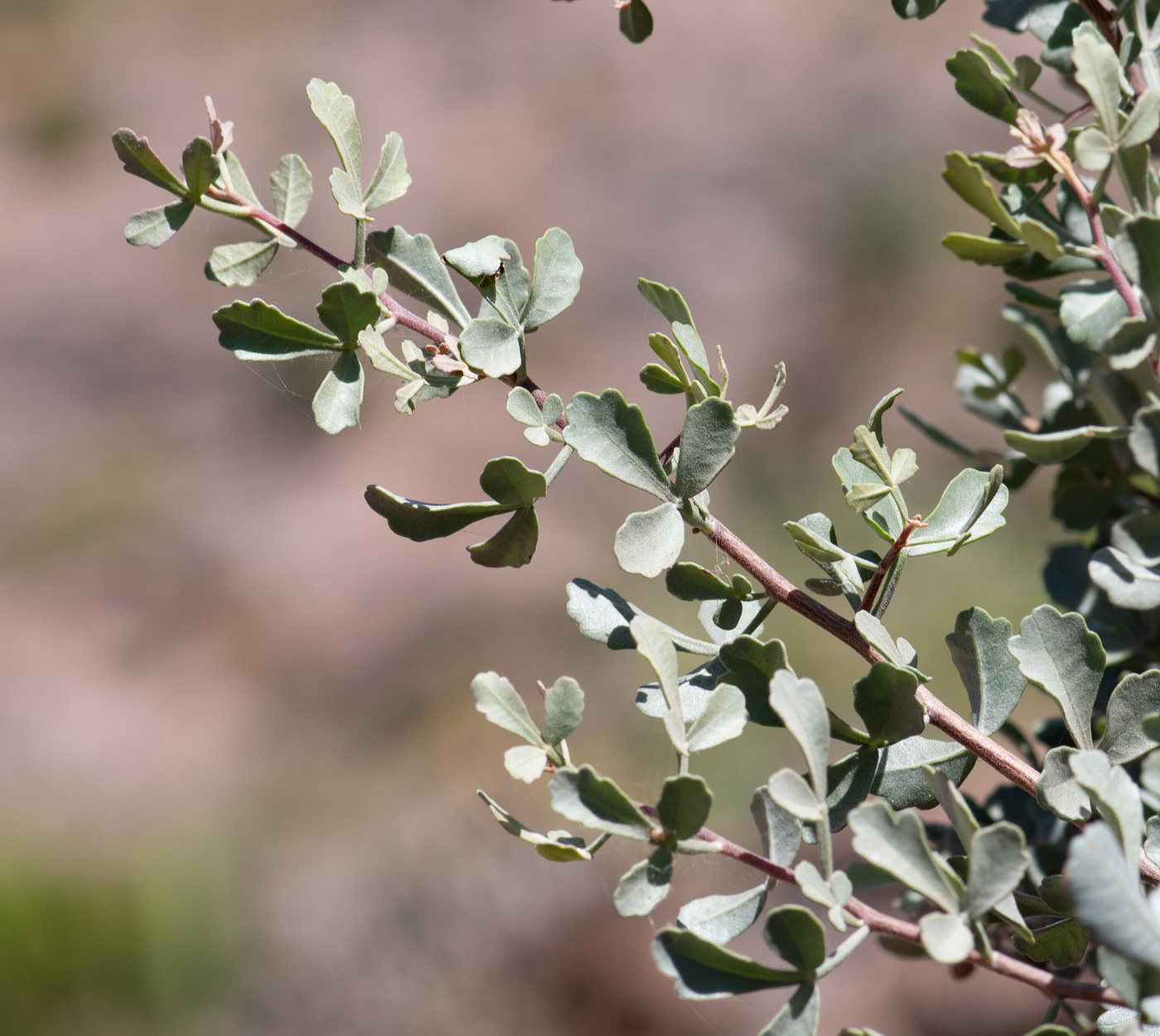 Image of Searsia albida specimen.