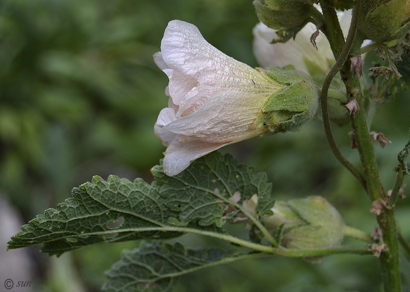 Image of Alcea setosa specimen.