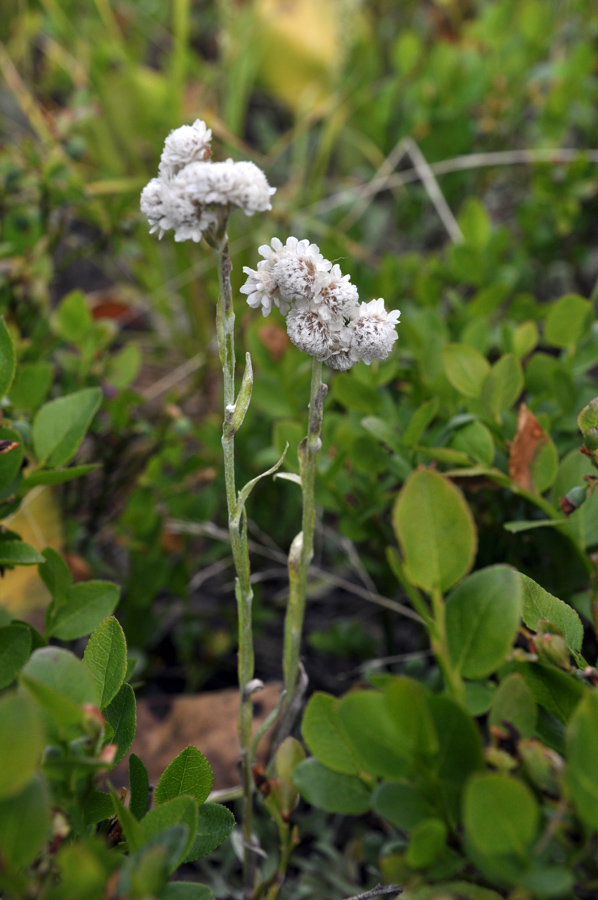 Image of Antennaria dioica specimen.