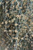 Ephedra foeminea. Части побегов с микростробилами. Черногория, Старый Бар, руины древней крепости. 14 августа 2019 г.