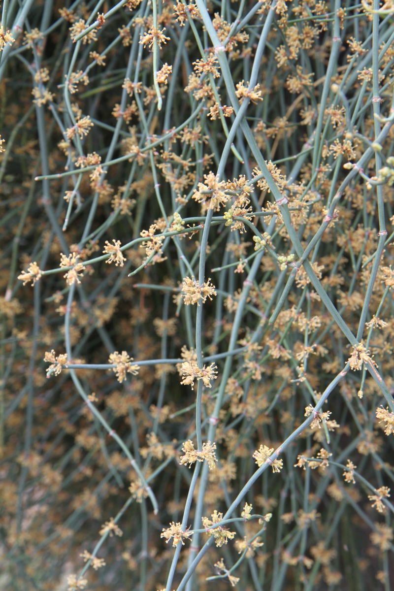 Image of Ephedra foeminea specimen.