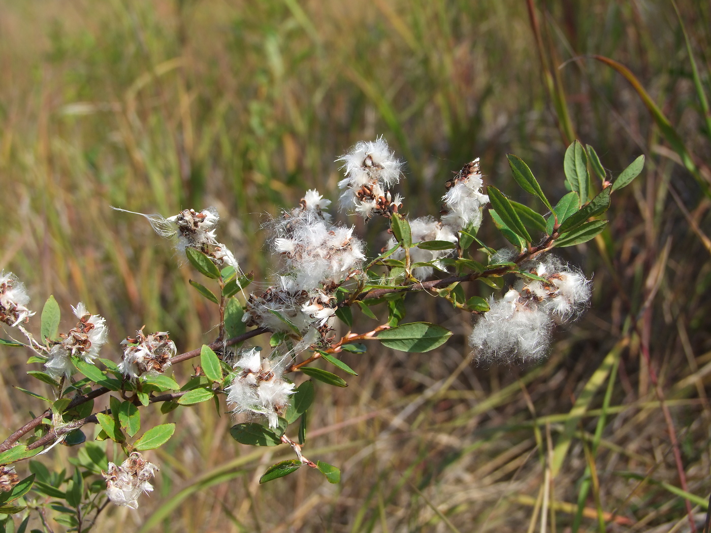 Изображение особи Salix myrtilloides.