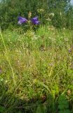 Campanula persicifolia. Цветущее растение. Пермский край, Кунгурский р-н, левый берег р. Шаква в р-не моста на Рыжково, разнотравный луг. 27 июля 2019 г.