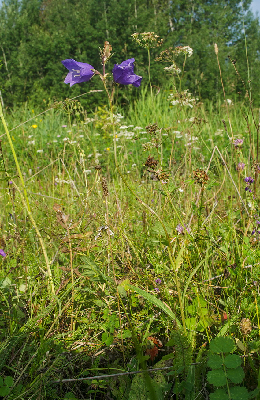 Image of Campanula persicifolia specimen.