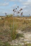 Juncus tyraicus
