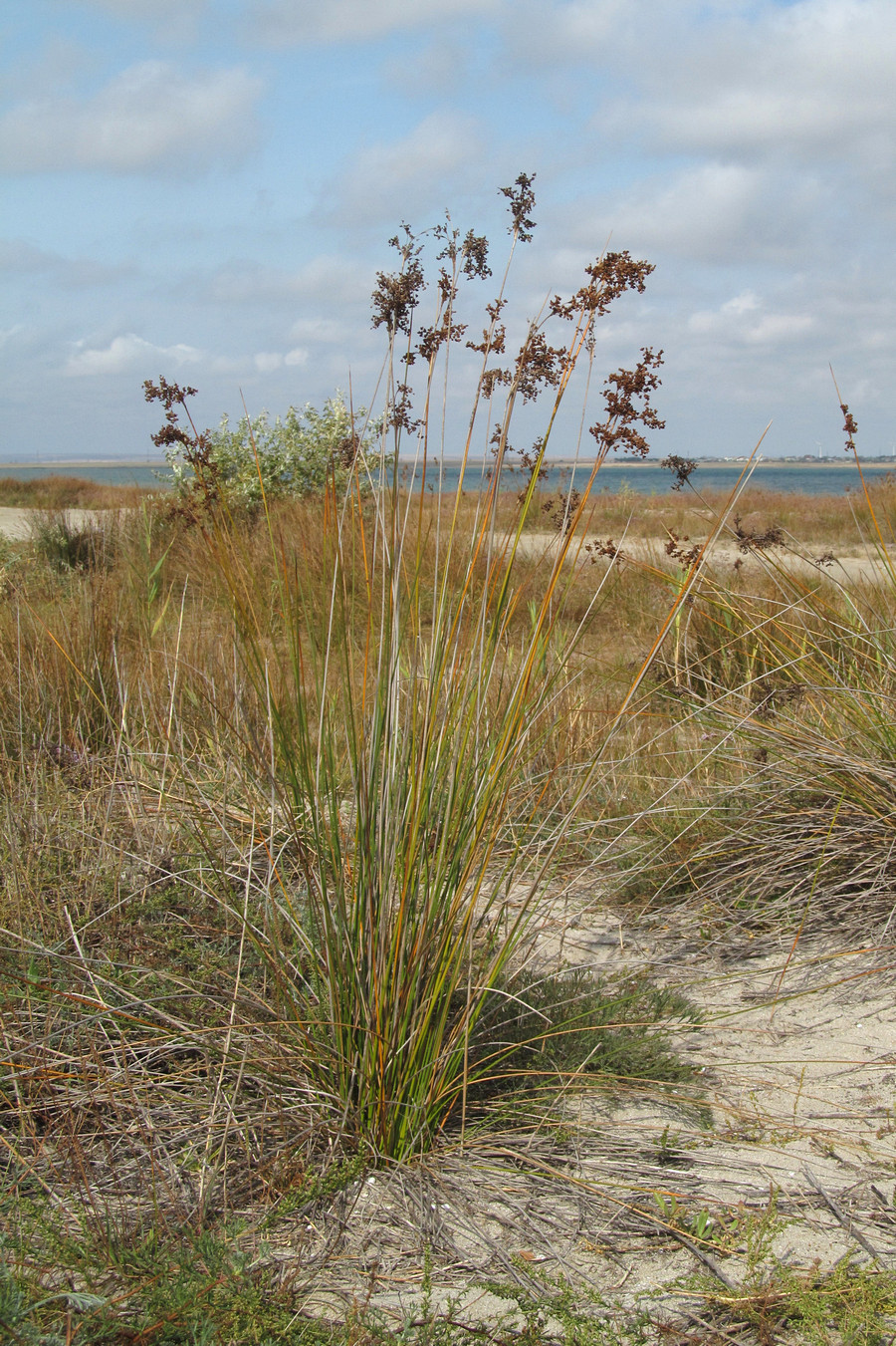 Image of Juncus tyraicus specimen.