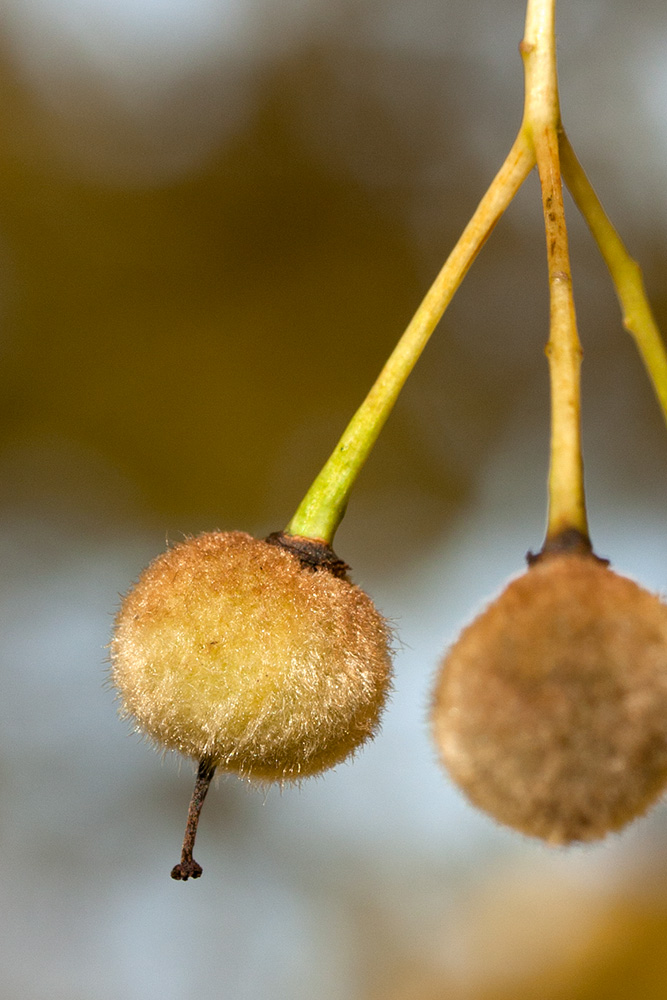 Image of Tilia europaea specimen.