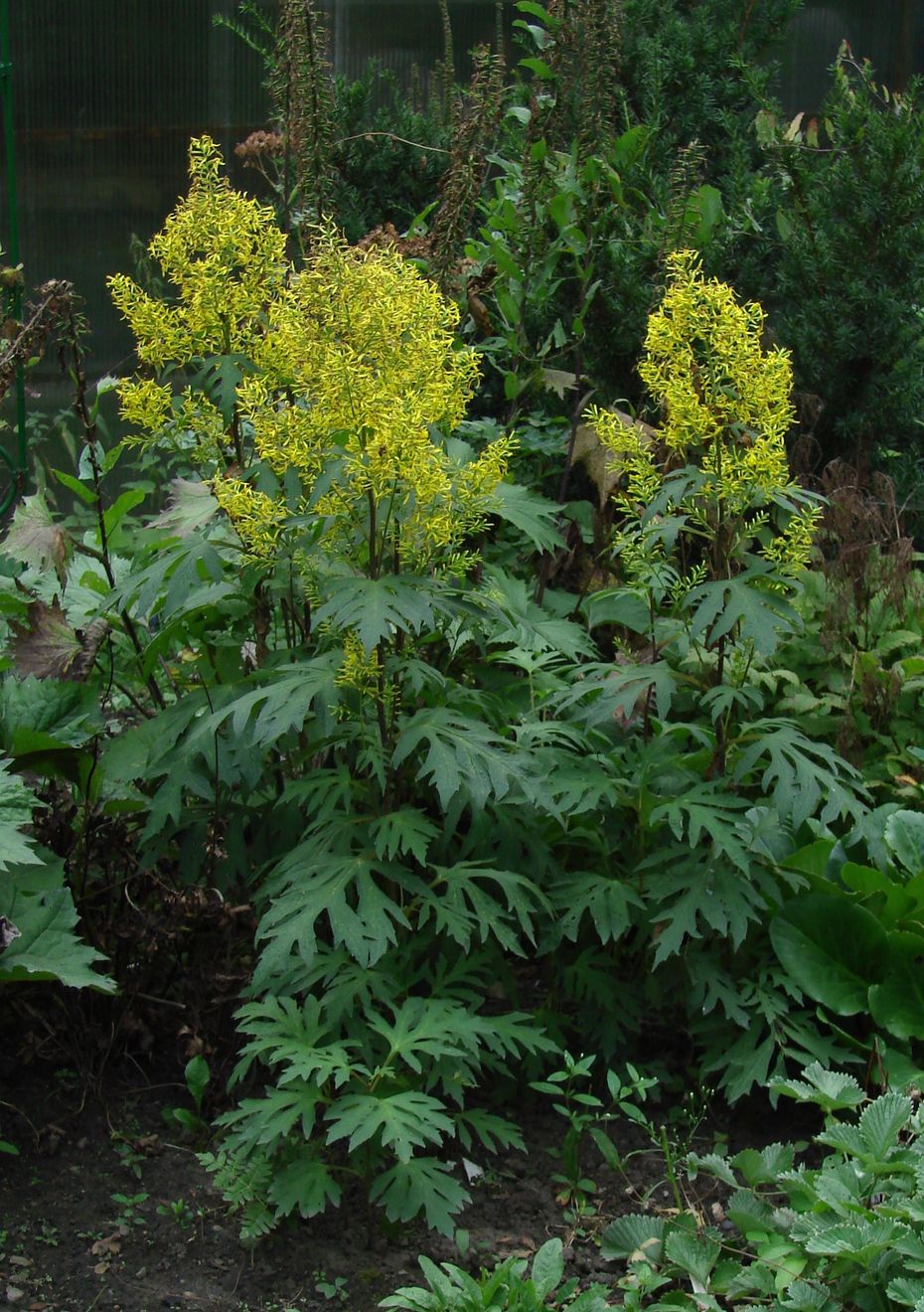 Image of Sinacalia tangutica specimen.
