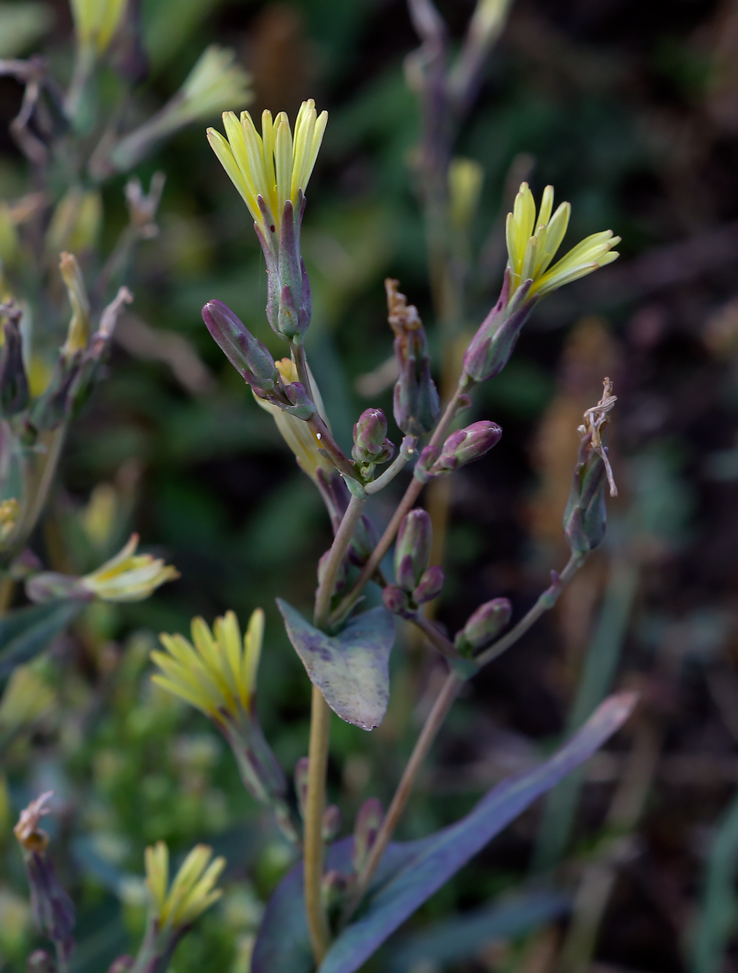 Изображение особи Lactuca serriola.