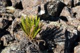 Dryopteris fragrans. Спороносящее растение на камнях. Среднесибирское плоскогорье, плато Путорана, дол. р. Курейка, курумник на склоне долины. 27.06.2017.