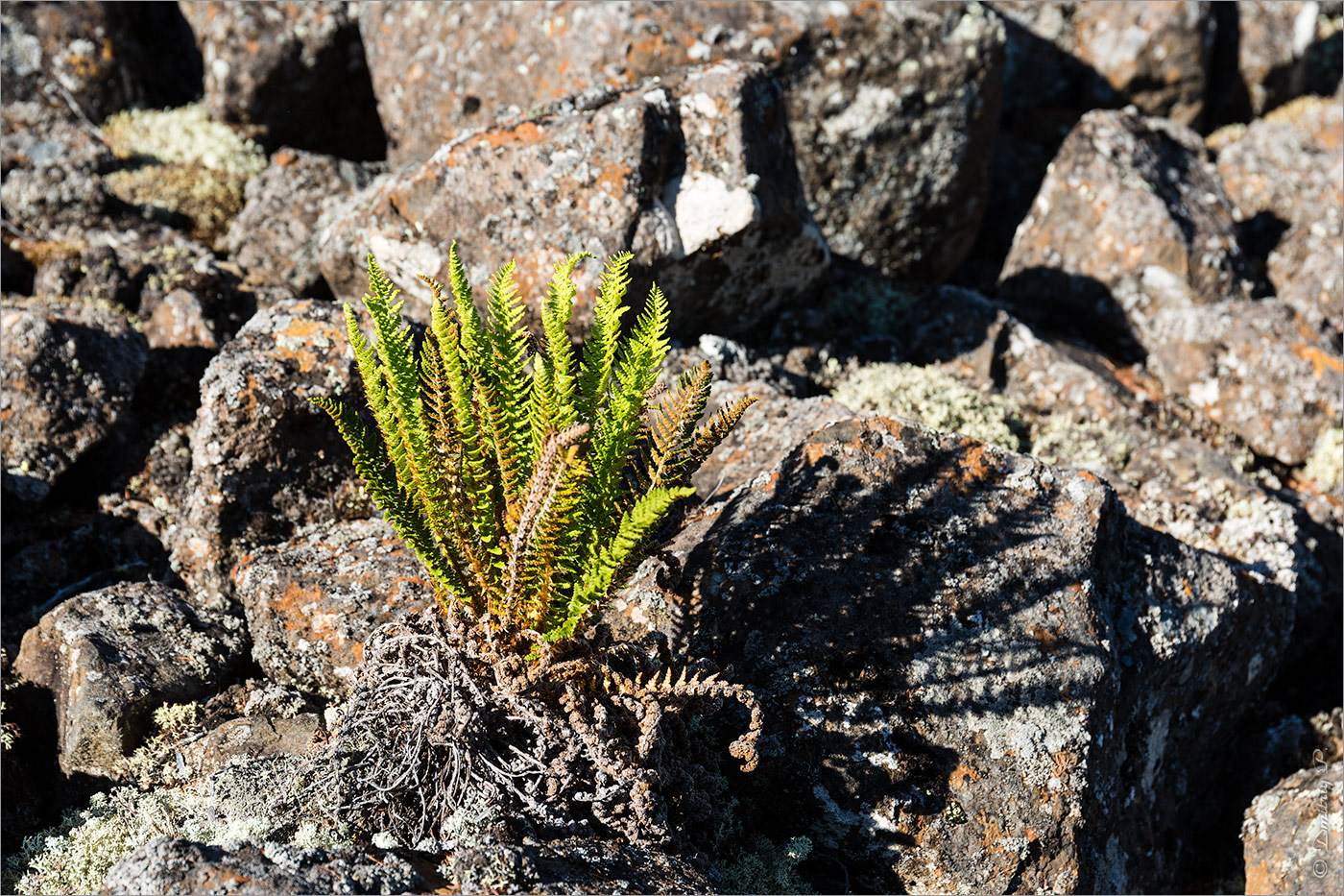 Изображение особи Dryopteris fragrans.