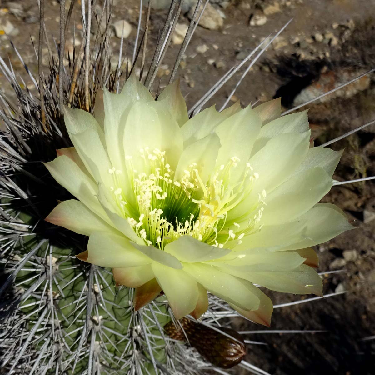 Image of Trichocereus chiloensis specimen.