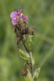 Pedicularis nasuta