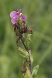 Pedicularis nasuta. Верхушка отцветающего растения с аномальным цветком. Сахалинская обл., Охинский р-н, окр. г. Оха, побережье Охотского моря, юго-западный берег залива Кету (Первая бухта). 24.07.2017.