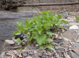 Urtica dioica. Вегетирующее растение. Краснодарский край, м/о г. Новороссийск, ущ. Щель Мардакова, берег безымянной реки, каменистый пляж. 03.04.2016.