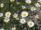 Anthemis haussknechtii