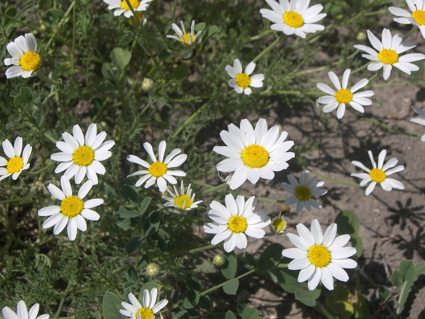 Изображение особи Anthemis haussknechtii.