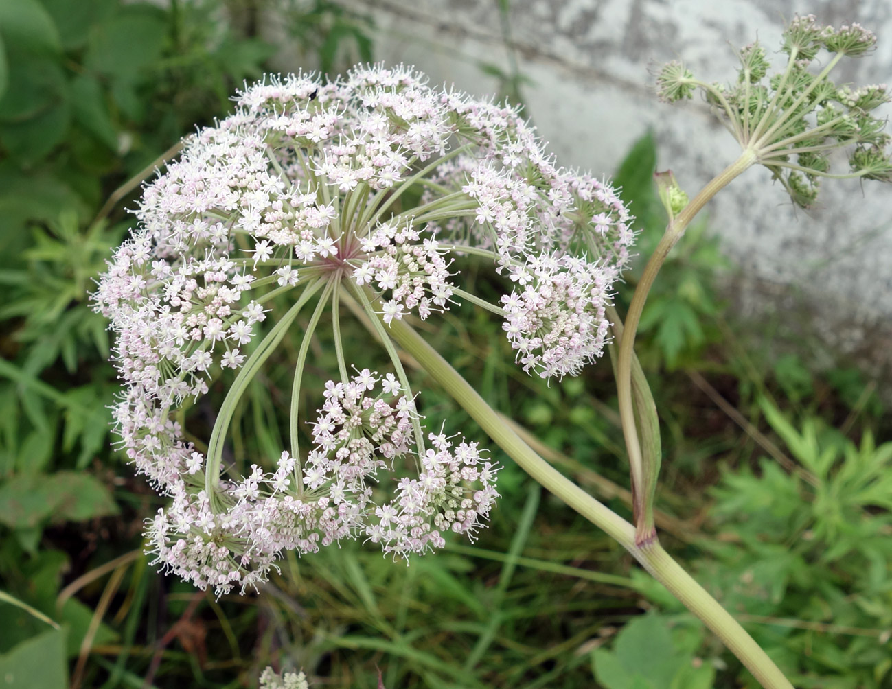 Изображение особи Angelica sachalinensis.