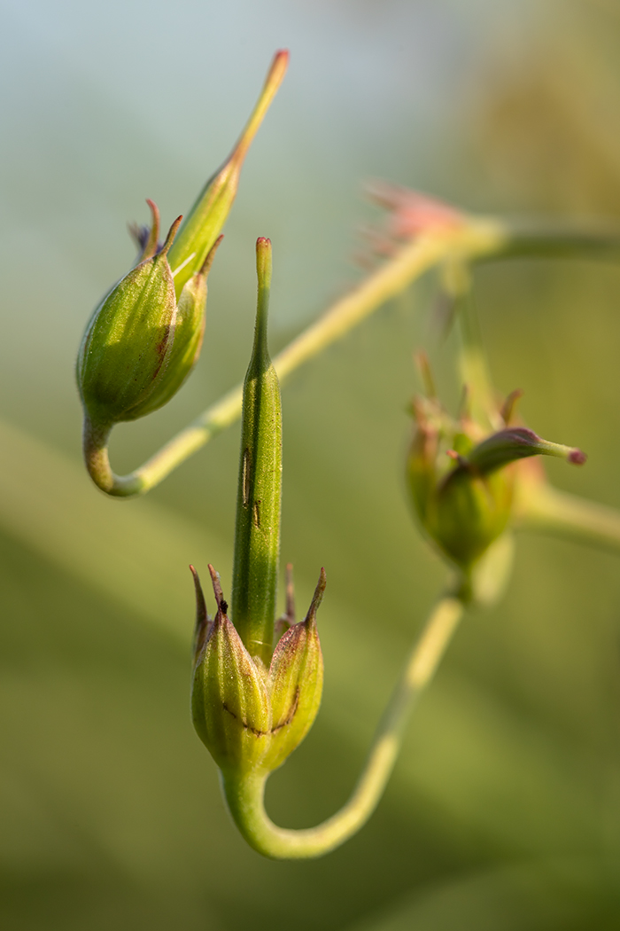 Image of Geranium collinum specimen.