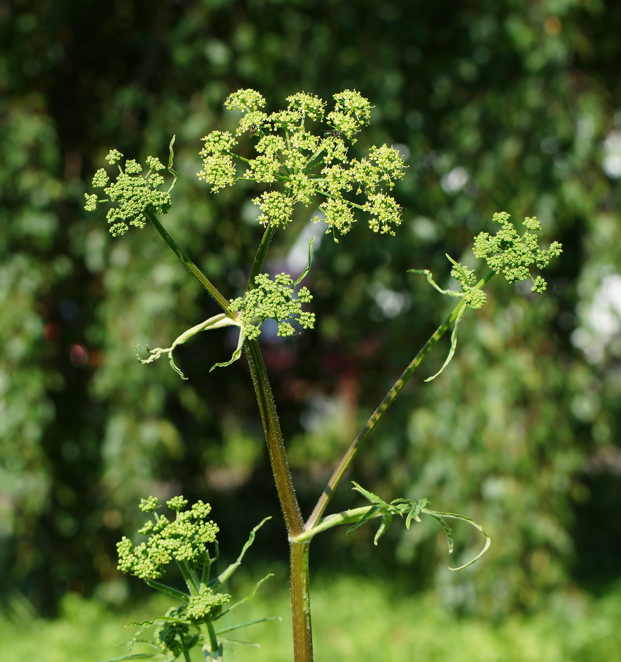 Изображение особи Heracleum sibiricum.