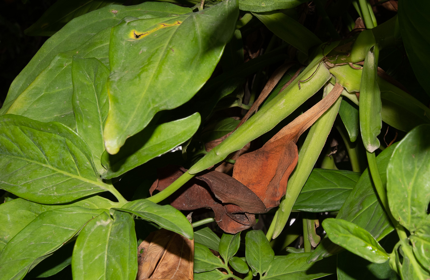 Изображение особи Syngonium podophyllum.