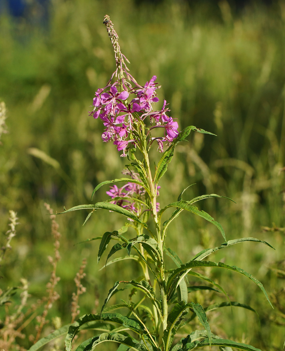 Image of Chamaenerion angustifolium specimen.