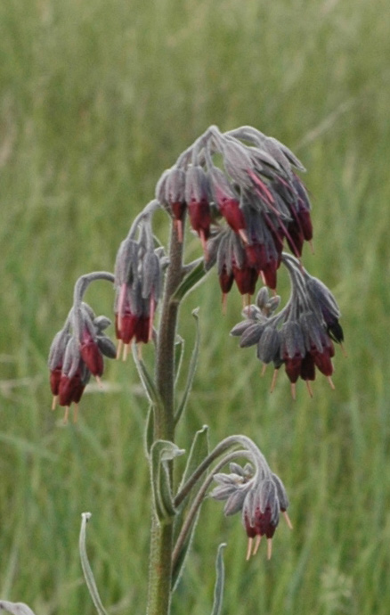 Image of Lindelofia stylosa specimen.
