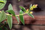 Tibouchina urvilleana