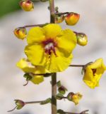 Verbascum levanticum