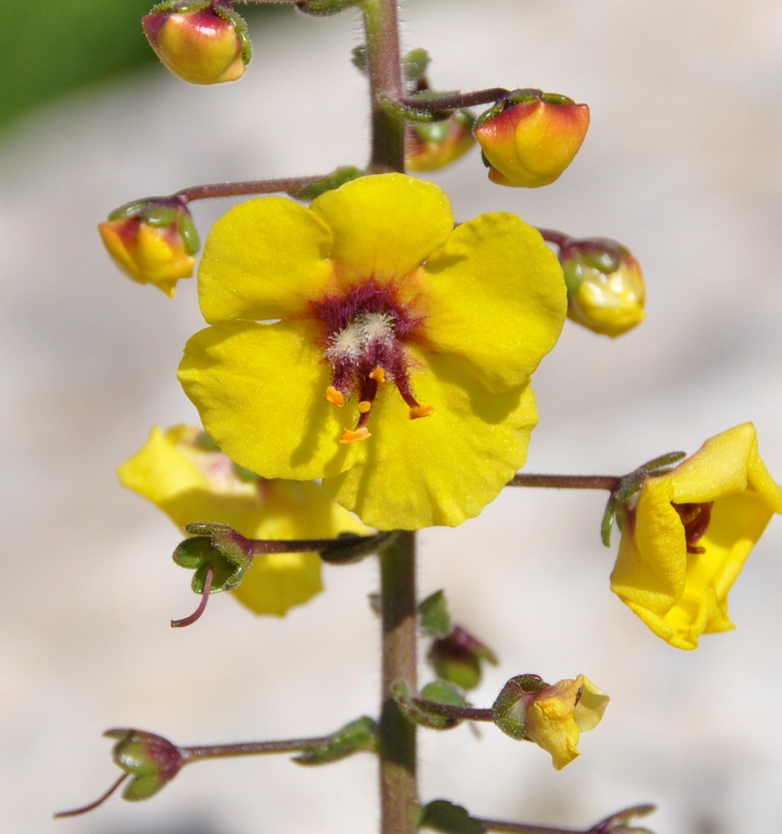 Изображение особи Verbascum levanticum.