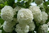 Viburnum opulus f. roseum