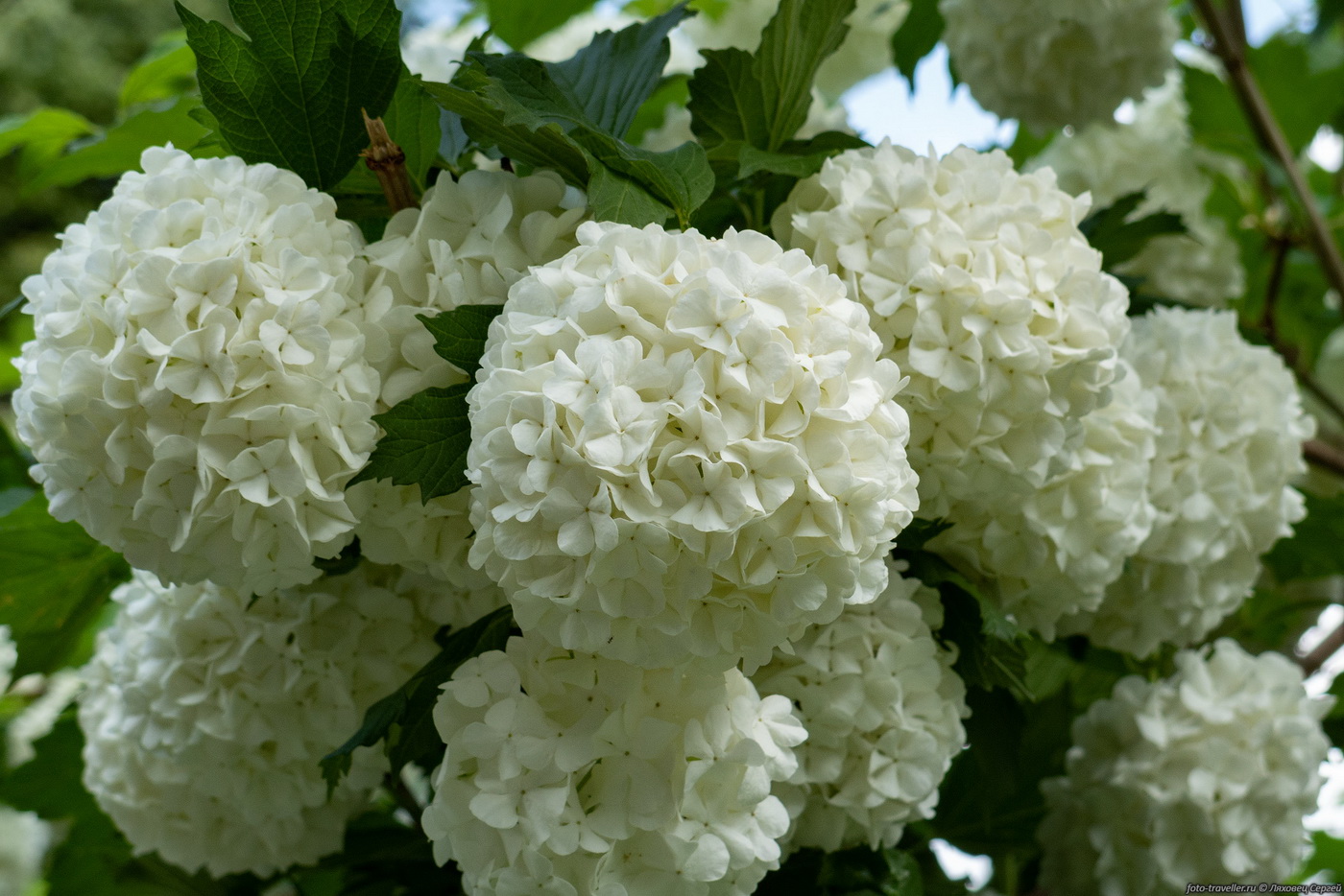 Изображение особи Viburnum opulus f. roseum.