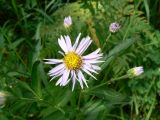 Boltonia lautureana