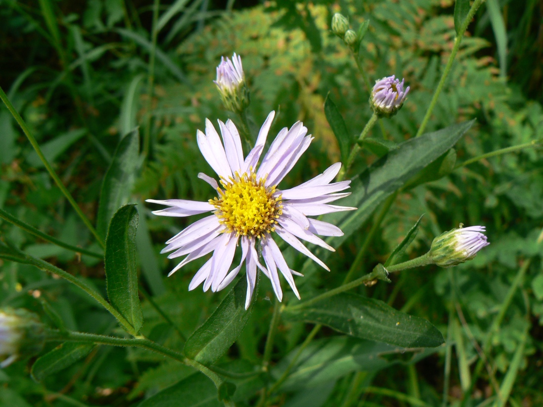 Image of Boltonia lautureana specimen.