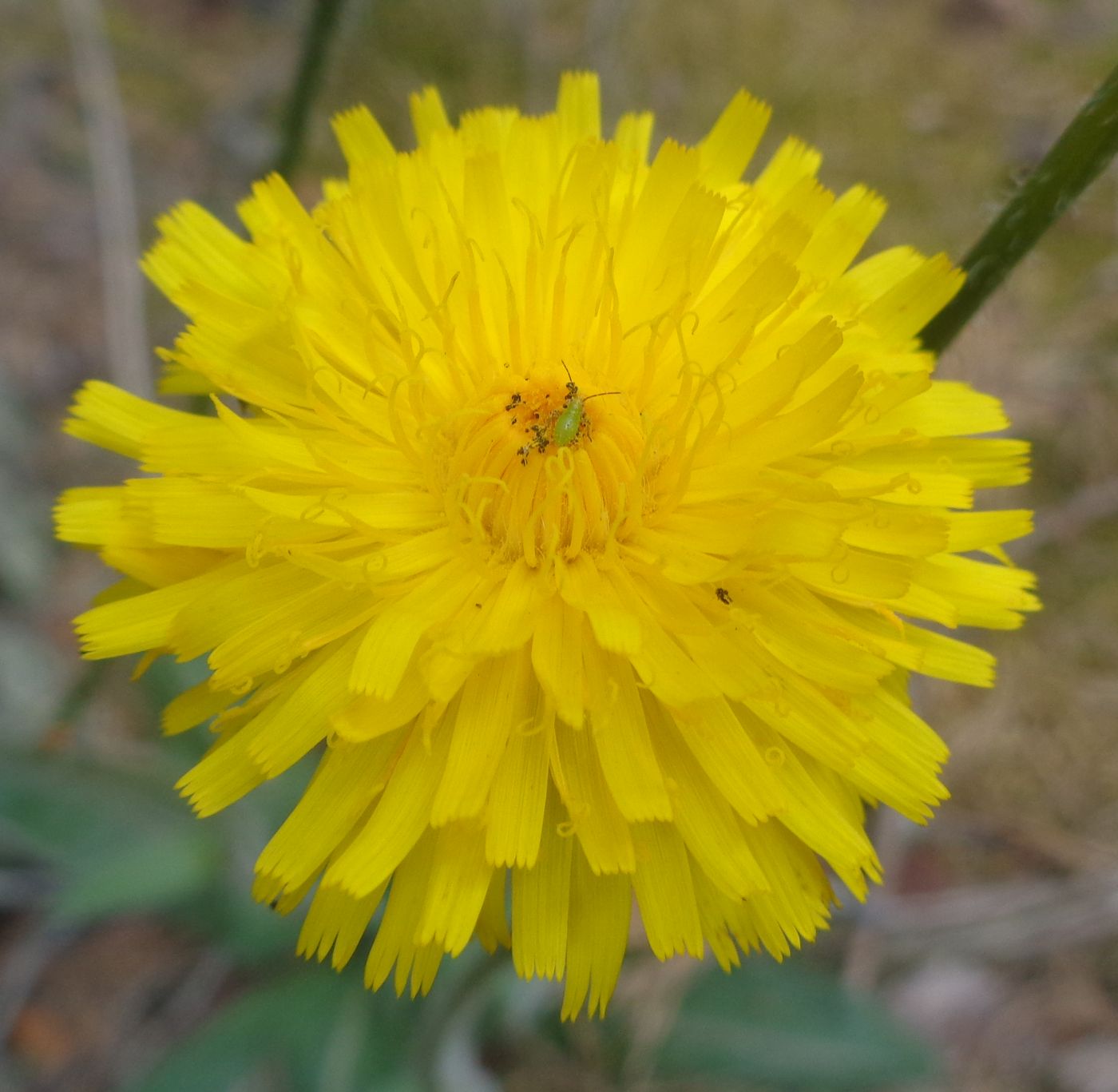 Image of Trommsdorffia maculata specimen.