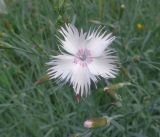 Dianthus plumarius