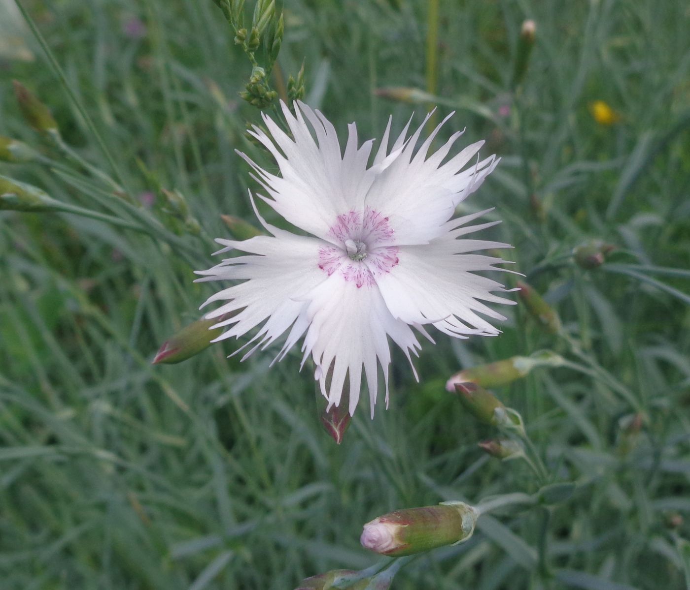 Изображение особи Dianthus plumarius.