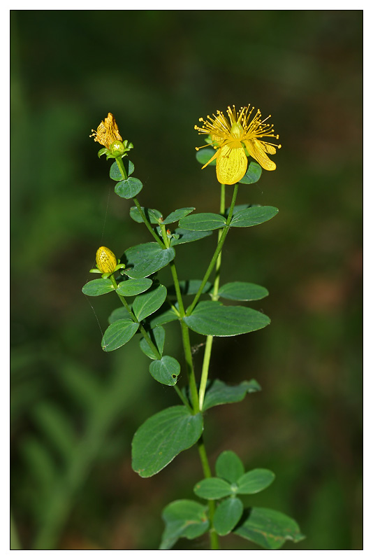 Изображение особи Hypericum maculatum.