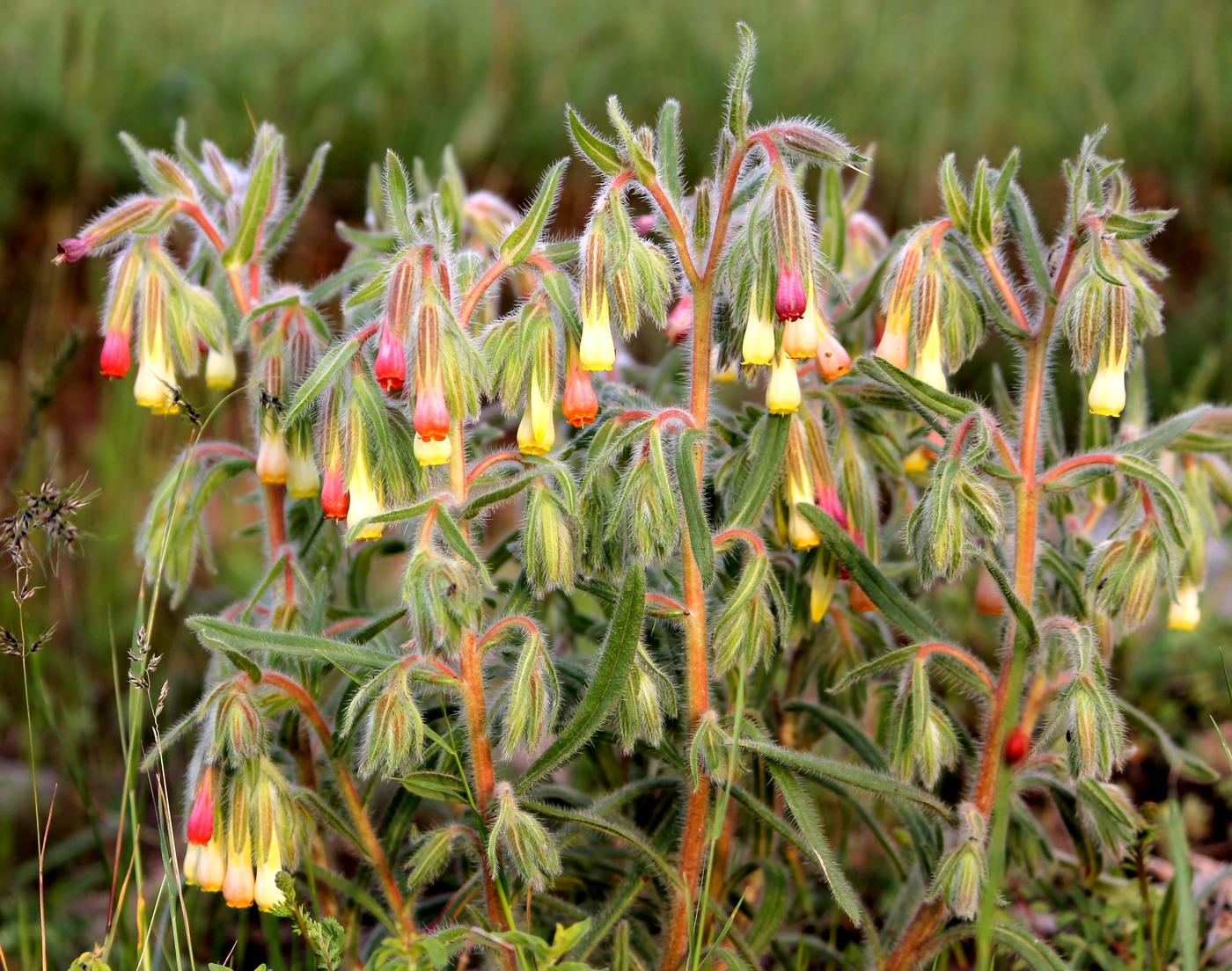 Image of Onosma dichroantha specimen.