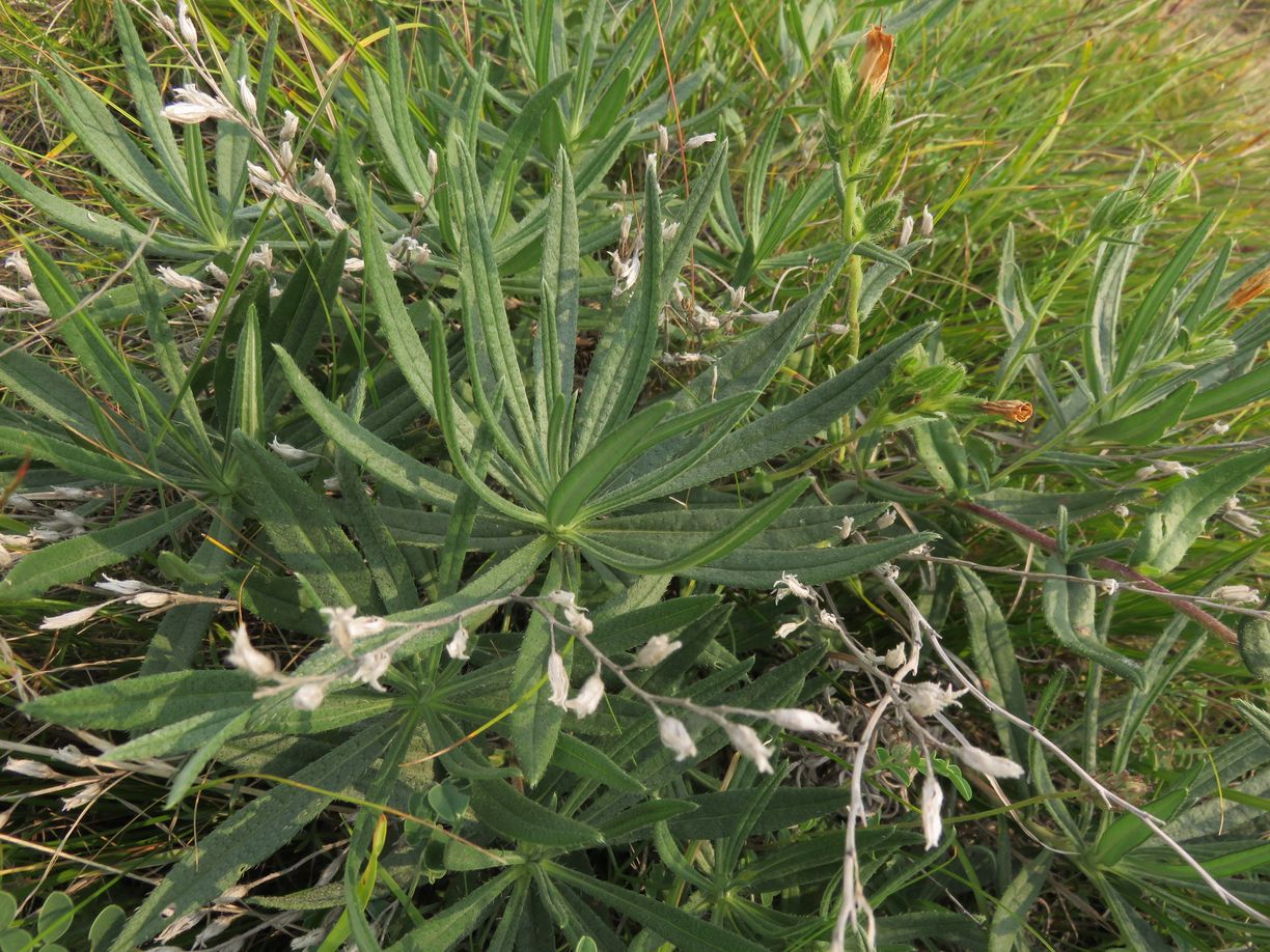 Image of genus Onosma specimen.