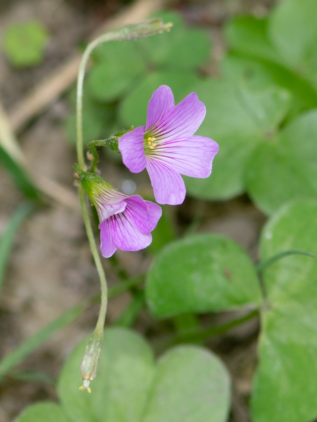 Изображение особи род Oxalis.