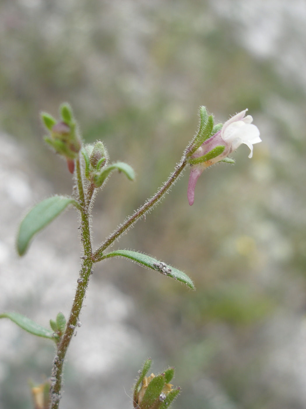 Image of Chaenorhinum minus specimen.