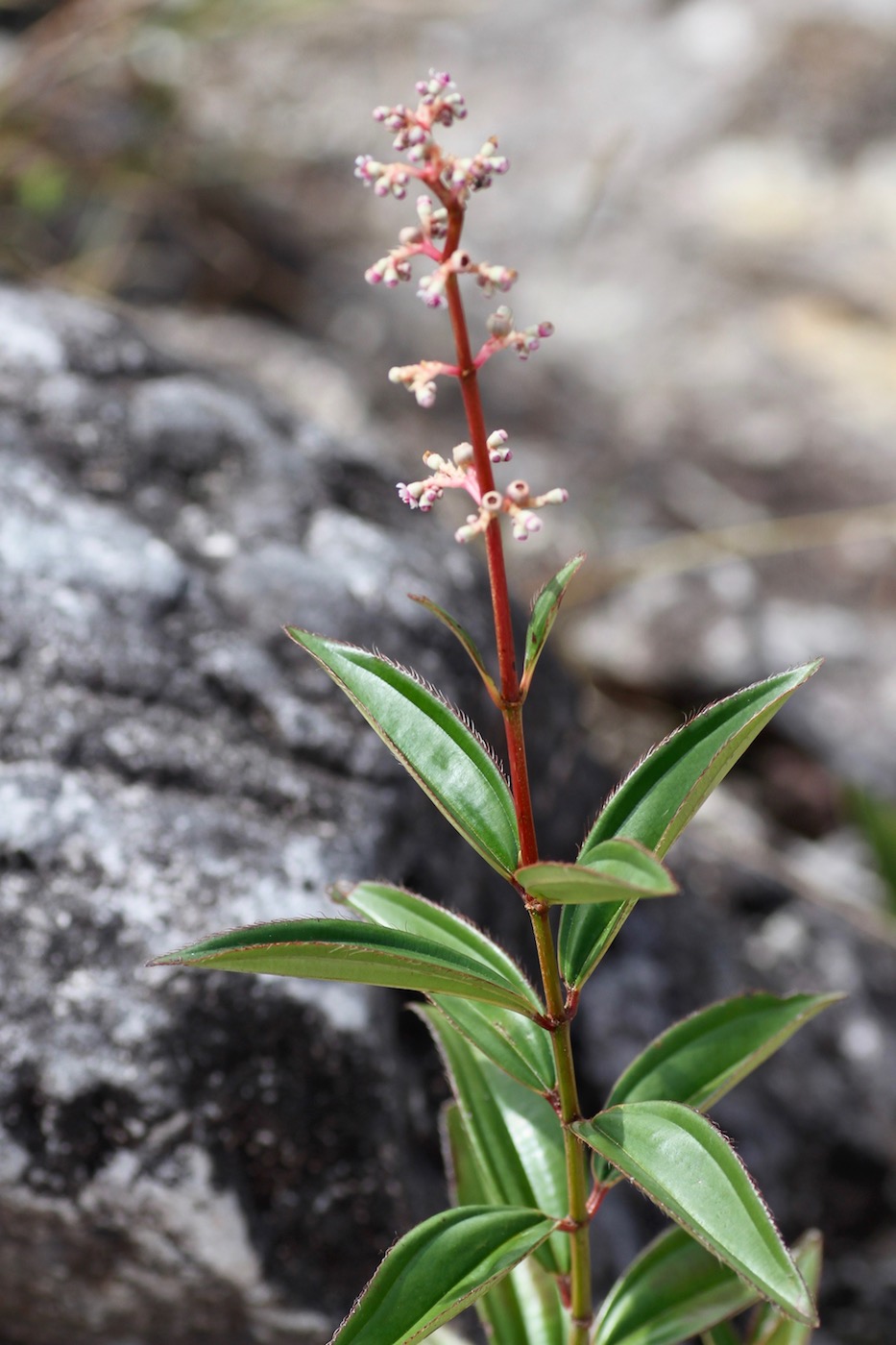 Image of Miconia ciliata specimen.