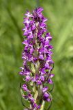 Dactylorhiza incarnata. Соцветие. Башкортостан, окр. г. Стерлитамак, небольшая влажная опушка оврага. 14.06.2020.