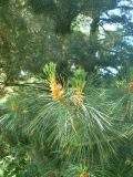 genus Pinus