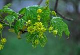 Acer platanoides. Верхушка ветви с соцветием. Московская обл., г. Железнодорожный, в культуре. 06.05.2020.