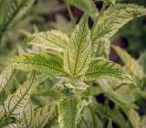 Heliopsis helianthoides. Верхушка побега с развивающимся соцветием (пестролистная форма). Пермский край, г. Пермь, Ленинский р-н, эспланада, клумба. 24.07.2020.