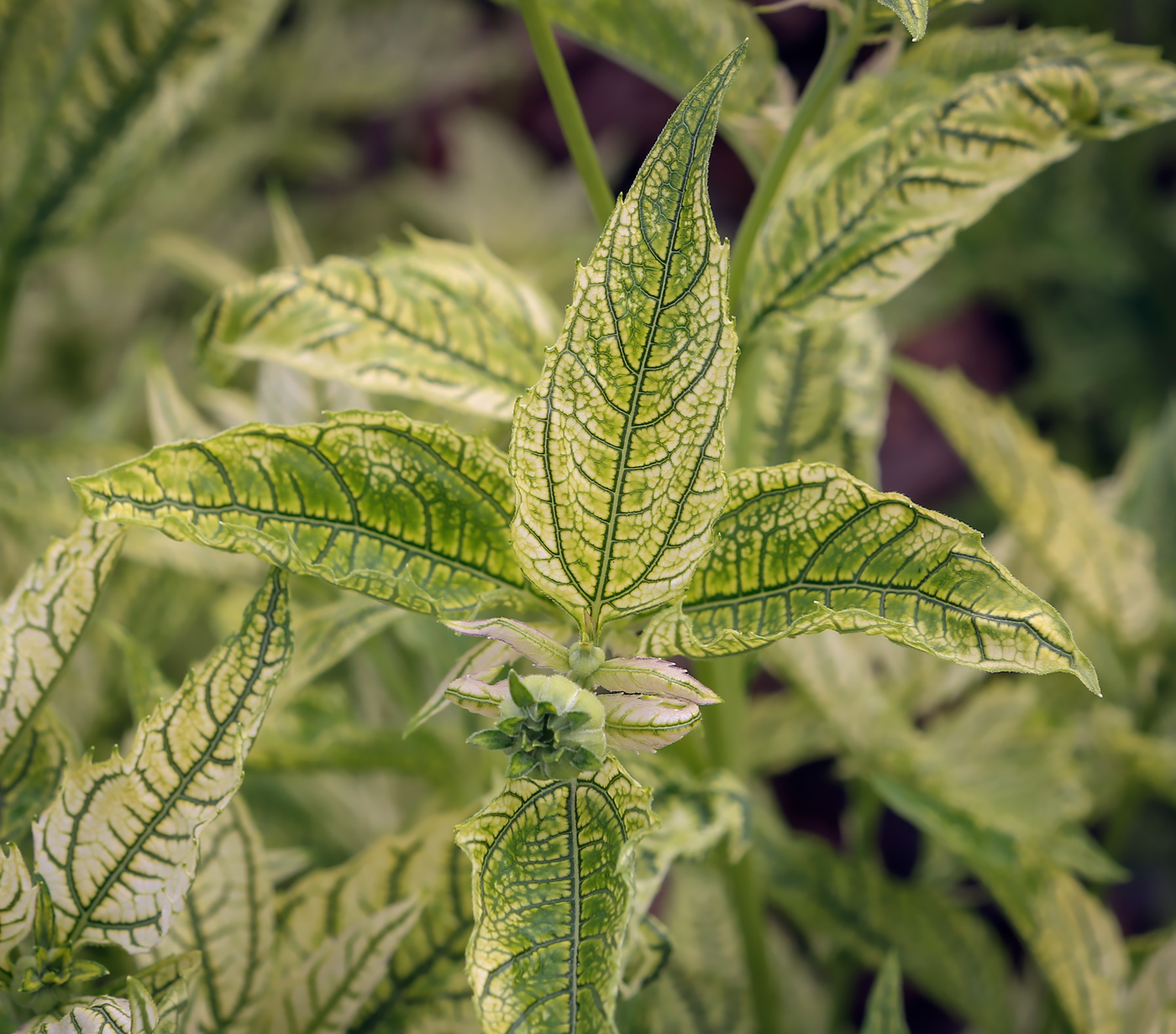 Image of Heliopsis helianthoides specimen.